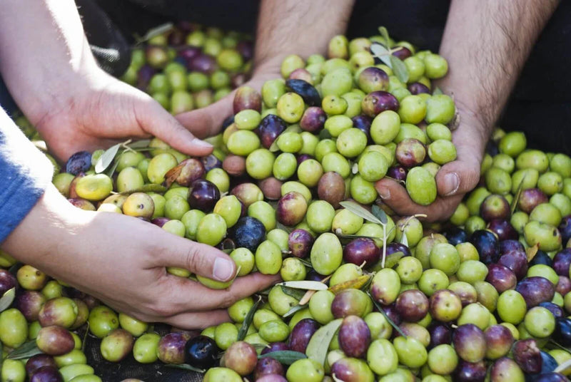 Early Harvest Olive Oil Company